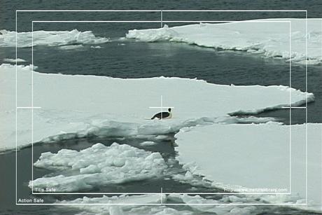 Product picture Royalty Free Stock Footage: Penguins: NL00114