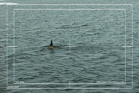 Product picture Royalty Free Stock Footage: Whales: NL00115