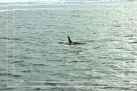 Product picture Royalty Free Stock Footage: Whales: NL00118