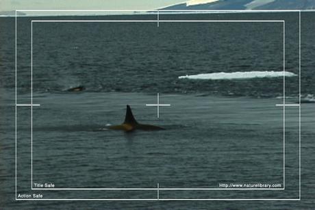 Product picture Royalty Free Stock Footage: Whales: NL00120