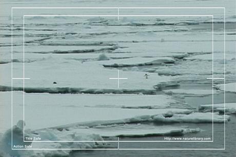 Product picture Royalty Free Stock Footage: Penguins: NL00122