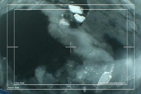 Product picture Royalty Free Stock Footage: Antarctica: NL00125