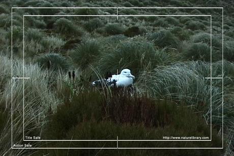 Product picture Royalty Free Stock Footage: Birds: NL00134