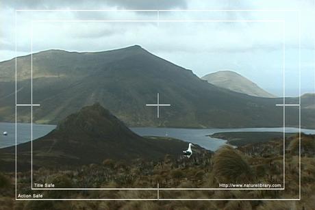 Product picture Royalty Free Stock Footage: Birds: NL00140