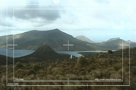 Product picture Royalty Free Stock Footage: Birds: NL00141