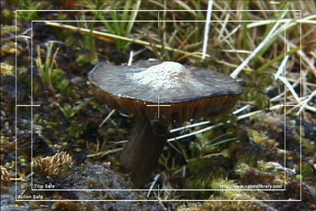 Product picture Royalty Free Stock Footage: Mushrooms: NL00146