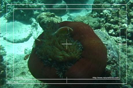 Product picture Royalty Free Stock Footage: Fish: NL00148