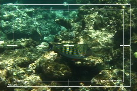 Product picture Royalty Free Stock Footage: Fish: NL00149