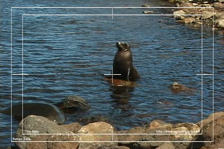 Product picture Royalty Free Stock Footage: Seal: NL00150