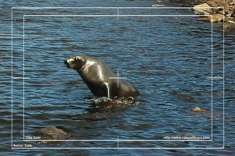Product picture Royalty Free Stock Footage: Seals: NL00151