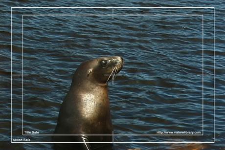 Product picture Royalty Free Stock Footage: Seal: NL00152