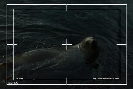 Product picture Royalty Free Stock Footage: Seal: NL00154