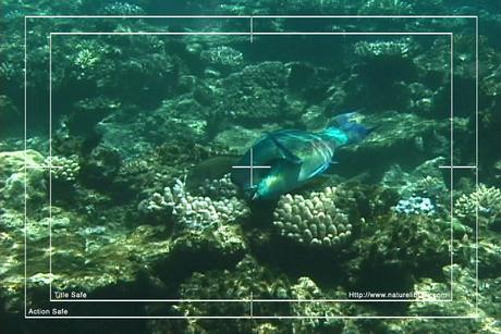 Product picture Royalty Free Stock Footage: Fish: NL00158