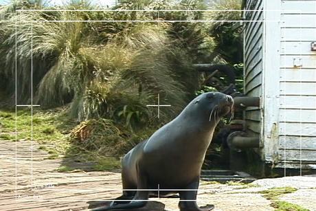 Product picture Royalty Free Stock Footage: Seal: NL00160
