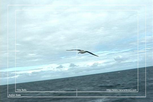 Product picture Royalty Free Stock Footage: Birds: NL00162