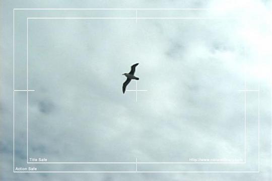 Product picture Royalty Free Stock Footage: Birds: NL00163
