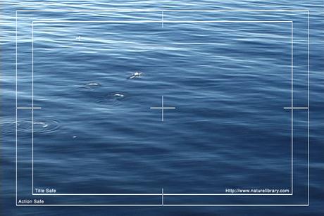 Product picture Royalty Free Stock Stock Footage: Antarctica Adelie Penguins: NL00168