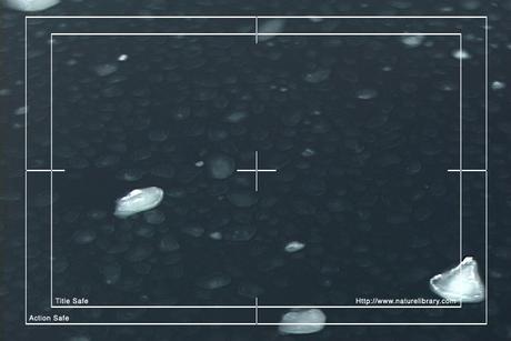 Product picture Royalty Free Stock Footage: Antarctica: NL00266