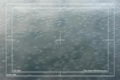 Product picture Royalty Free Stock Footage: Antarctica: NL00268