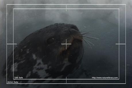 Product picture Royalty Free Stock Footage: Antarctica Wildlife: NL00271