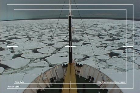 Product picture Royalty Free Stock Footage: Antarctica: NL00275