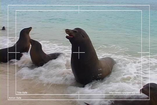 Product picture Royalty Free Stock Footage : Sea Lion : NL00394