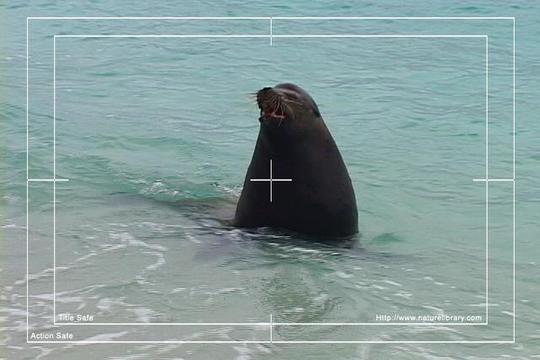 Product picture Royalty Free Stock Footage : Sea Lion : NL00395