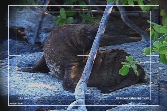 Product picture Royalty Free Stock Footage : Sea Lion : NL00397