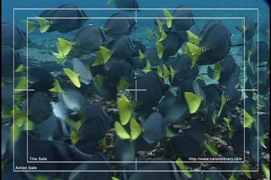 Product picture Royalty Free Stock Footage : Fish : NL00398