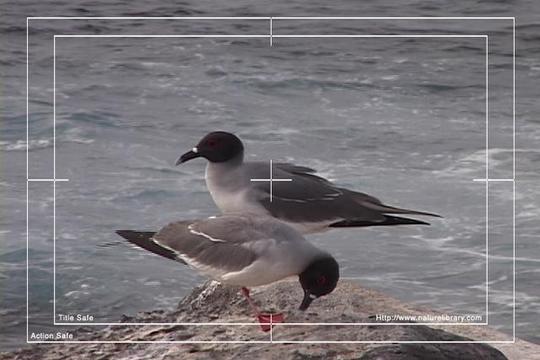 Product picture Royalty Free Stock Footage : Birds : NL00401