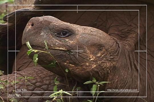 Product picture Royalty Free Stock Footage : Turtle : NL00402