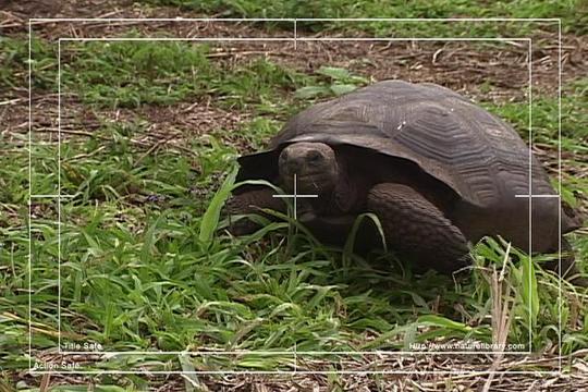 Product picture Royalty Free Stock Footage : Turtle : NL00403
