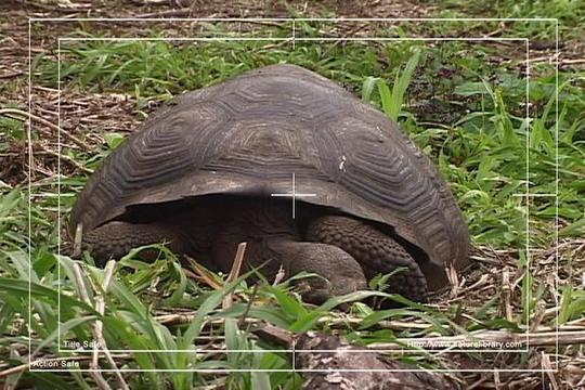 Product picture Royalty Free Stock Footage : Turtle : NL00404