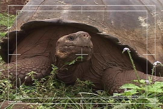 Product picture Royalty Free Stock Footage : Turtle : NL00406