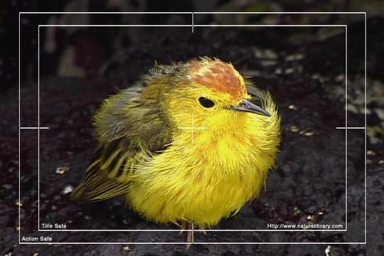 Product picture Royalty Free Stock Footage : Birds : NL00409