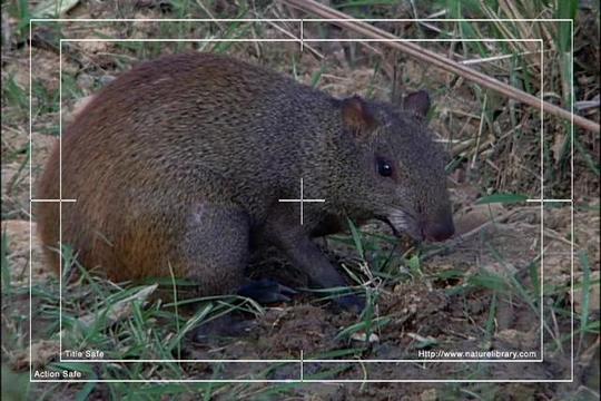 Product picture Royalty Free Stock Footage : Venezuela : NL00410