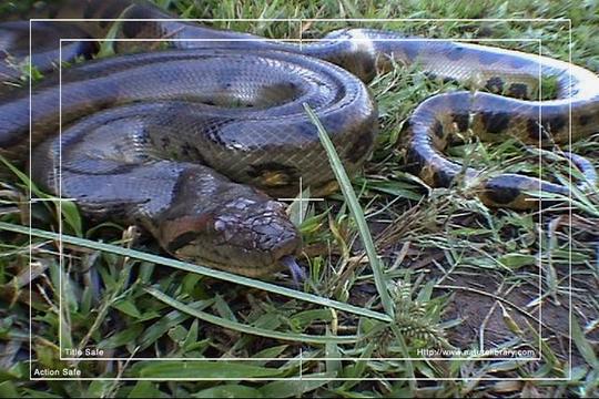 Product picture Royalty Free Stock Footage : Snake : NL00411