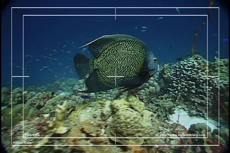 Product picture Royalty Free Stock Footage: Venezuela: NL00415