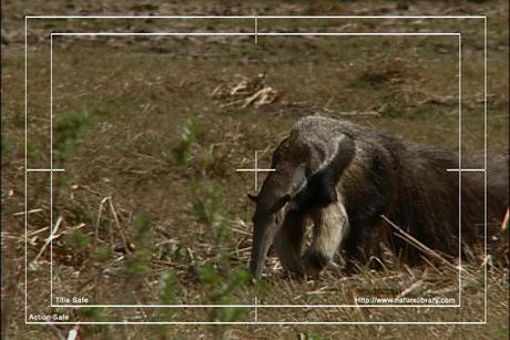 Product picture Royalty Free Stock Footage: Venezuela Anteater: NL00416