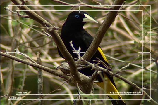 Product picture Royalty Free Stock Footage: Venezuela: NL00417