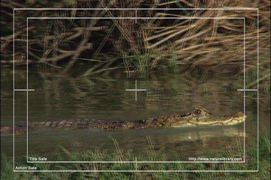 Product picture Royalty Free Stock Footage: Venezuela: NL00419