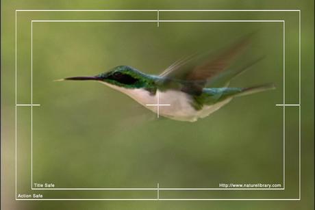 Product picture Royalty Free Stock Footage: Hummingbird : NL00424