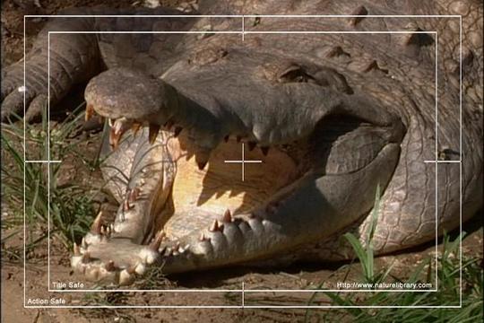 Product picture Royalty Free Stock Footage: Venezuela Crocodile: NL00426