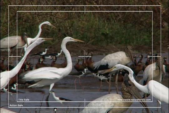 Product picture Royalty Free Stock Footage: Venezuela: NL00430