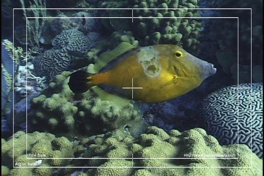 Product picture Royalty Free Stock Footage: Venezuela: NL00431