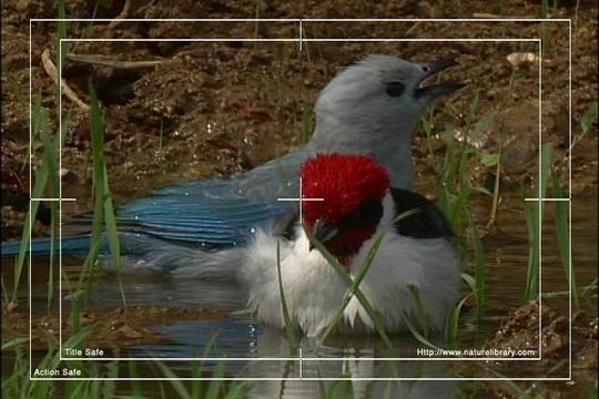 Product picture Royalty Free Stock Footage: Venezuela: NL00432