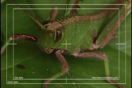 Product picture Royalty Free Stock Footage: Venezuela Grasshopper: NL00436