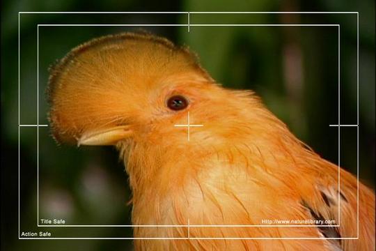 Product picture Royalty Free Stock Footage: Venezuela: NL00437