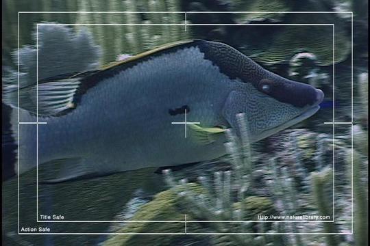 Product picture Royalty Free Stock Footage : Fish : NL00438