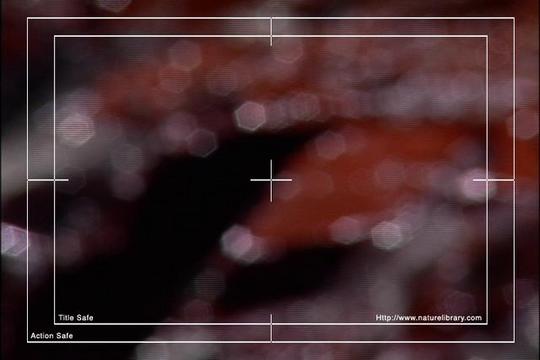 Product picture Royalty Free Stock Footage: Venezuela: NL00441